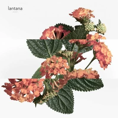 Hermès Eau De Rhubarbe écarlate Eau De Cologne – Image 5