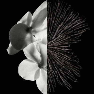 Gentleman Eau De Parfum – Image 8