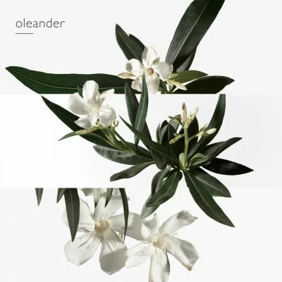 Hermès Un Jardin En Méditerranée Eau De Toilette – Image 6